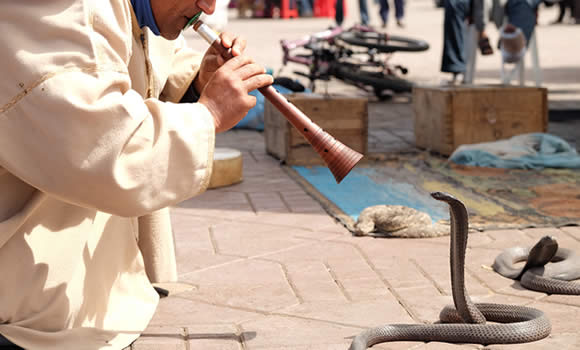 Marakeş Turu Kıyamet Meydanı Kobra