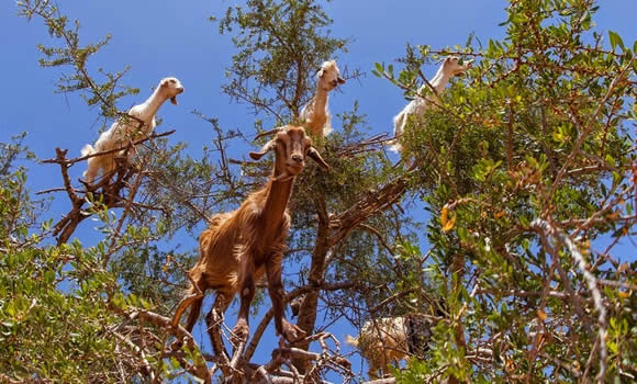 Marakeş Essaouira Özel Fas Turu